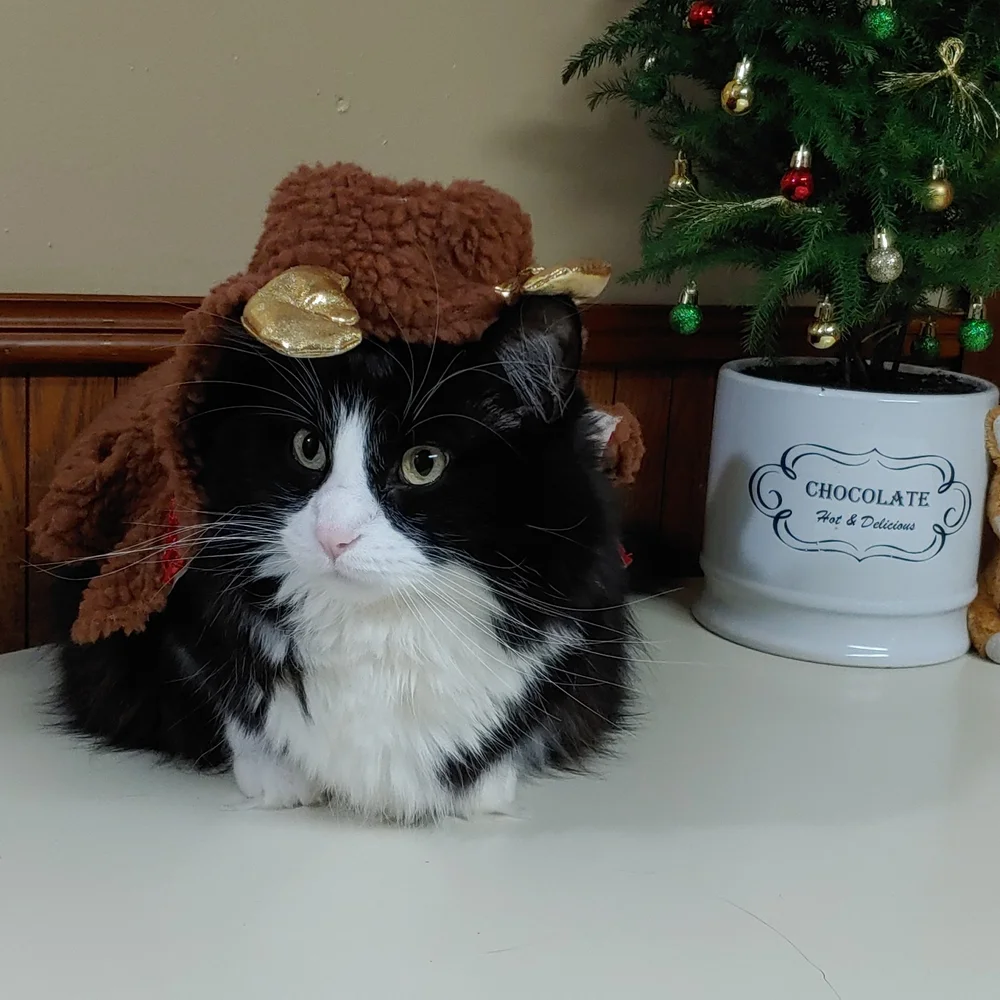 Pet Reindeer Costume XS-S HOST PICK TWICE